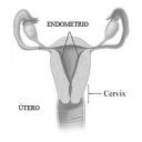 Endometrio